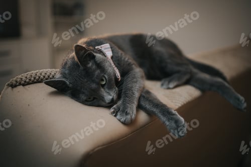 Preview: Cute domestic grey cat with a bow tie laying down on the sofa
