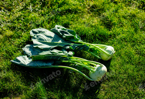 Preview: Two kohlrabies on green grass in a garden