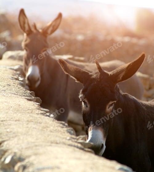 Preview: Two donkeys peering over a stone wall at sunset.
