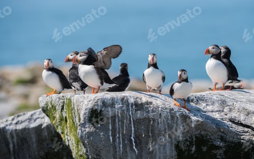 Preview: Atlantic Puffin Portrait in Maine