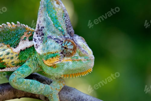 Preview: chameleon, reptile, pet, coloured, colours