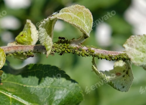 Preview: Close-up of Aphid colony - Aphididae and ants - on aple tree leaf.
