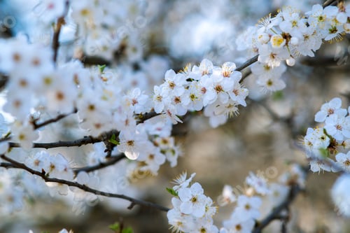 Preview: Fruit tree twigs with blooming white and pink petal flowers in spring garden.