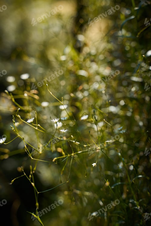 Preview: Moody dark art photo with little white flowers on dark green background, sunlight