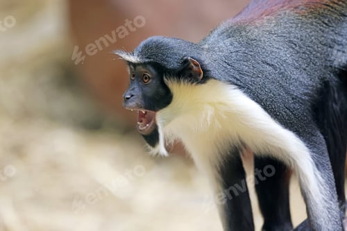 Preview: Diana monkey (Cercopithecus diana) portrait, close-up