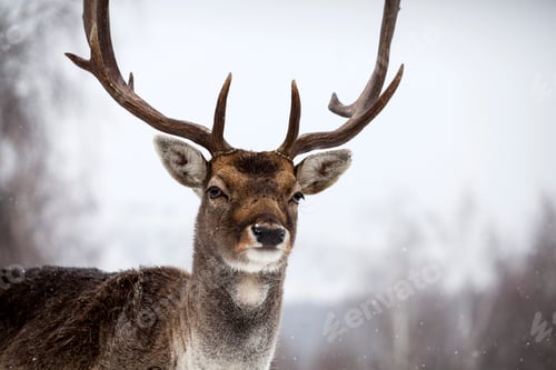 Preview: Deer in wintertime