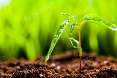Preview: New life. Young sprout in springtime,Closeup.
