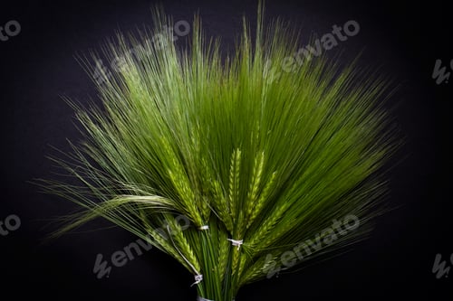 Preview: large fresh green wheat bunch