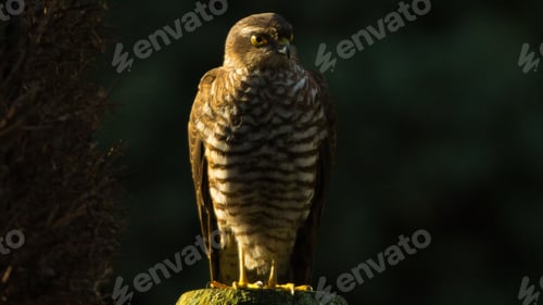 Preview: Majestic hawk with sparkling yellow eyes perched on a mossy log on a black background