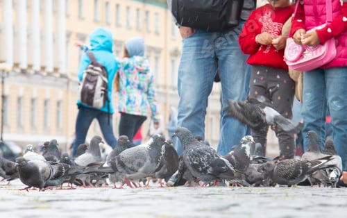 Preview: Asian tourist family is feeding pigeons under rain