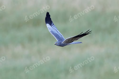 Preview: Montagus harrier (Circus pygargus)