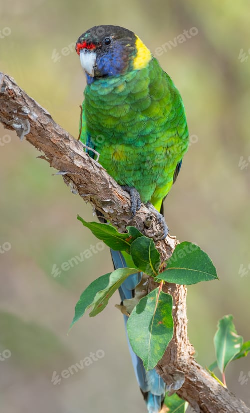 Preview: Australian Ringneck or Twenty-eight Parrot