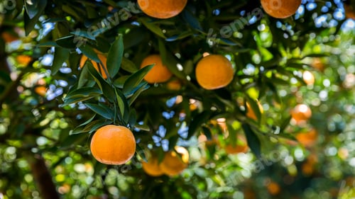 Preview: Ripe and fresh oranges hanging on branch, orange orchard. Orange on tree. Orange garden.