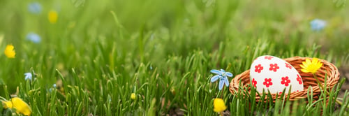 Preview: Easter Egg in Grass Wide Banner with Copy Space