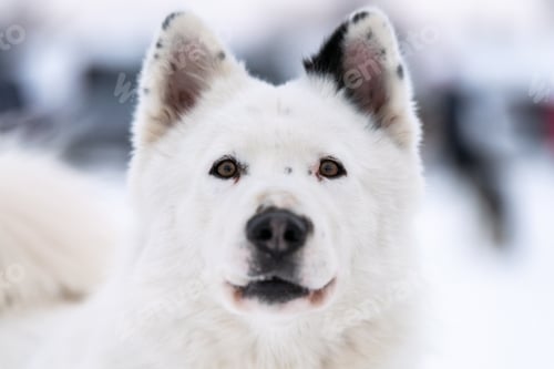 Preview: Husky dog portrait, winter snowy background. Funny kind pet on walking before sled dog training.