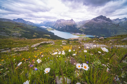 Preview: Flowery meadow in alpine landscape
