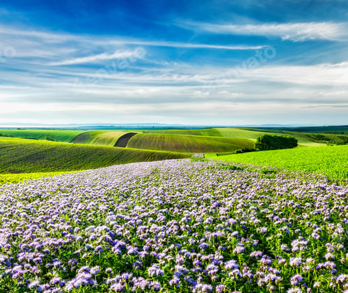 Preview: Rolling fields of Moravia