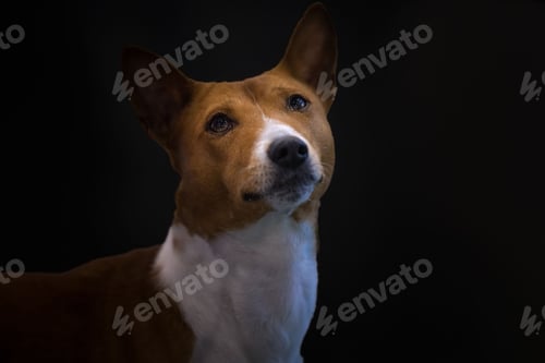 Preview: Beautiful view of a brown and white American rat terrier with a dark background