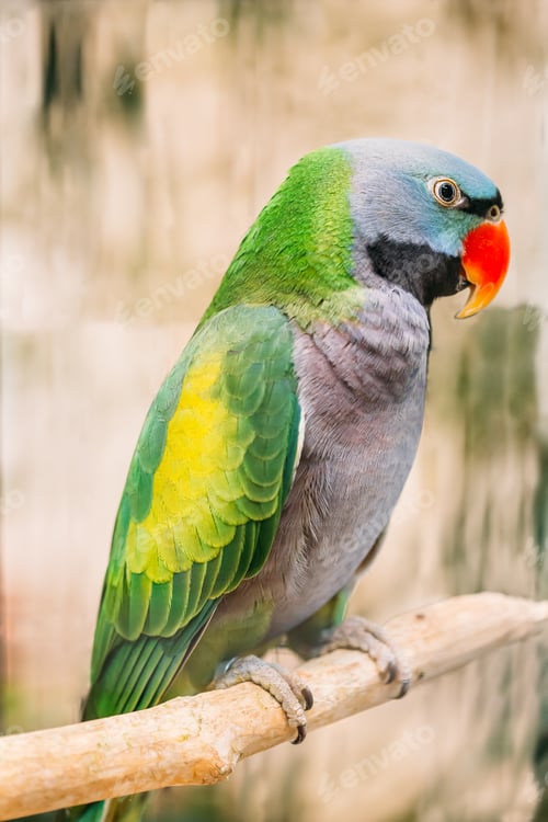 Preview: Lord Derby's Parakeet Or Psittacula Derbiana, Also Known As Derbyan Parakeet. Wild Bird In Cage