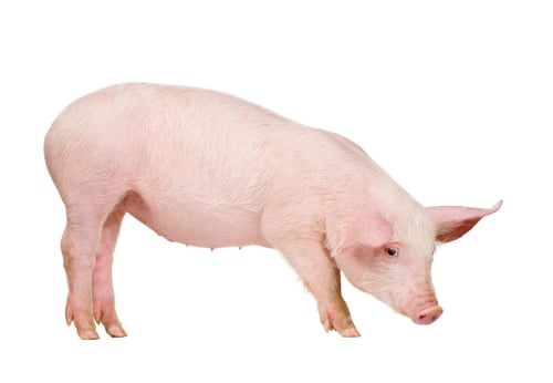Preview: Young pig (+/-1 month)