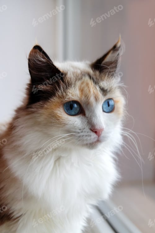 Preview: Portrait of adorable tortoiseshell fluffy cat with blue eyes sitting near to a window.