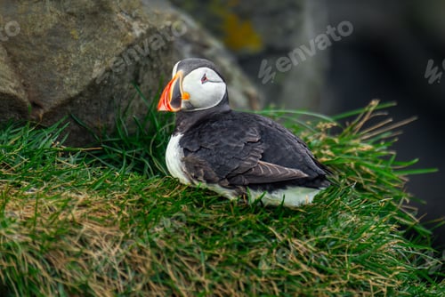 Preview: Puffin on a Grassy Cliffside