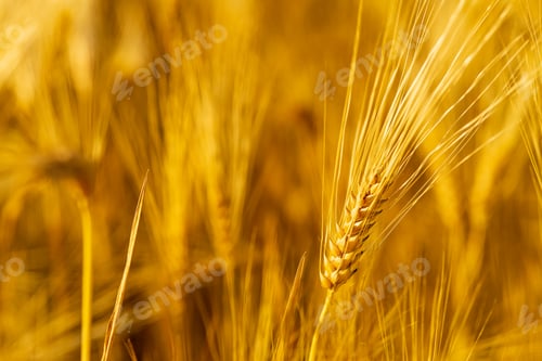 Preview: Yellow agriculture field with ripe wheat golden sunset