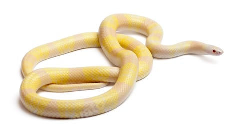 Preview: Snow yellow contrast Honduran milk snake, Lampropeltis triangulum hondurensis