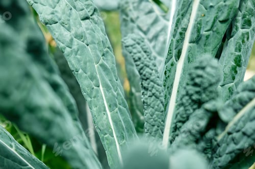 Preview: Nature green background of Kale cabbage leaves. Defocused lush foliage in spring or summer garden.