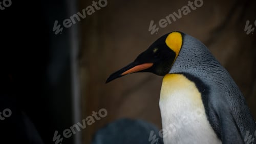 Preview: Closeup face of King Penguin in captivity. Aptenodytes patagonicus