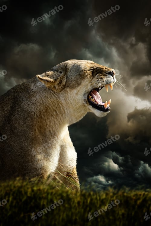 Preview: Angry lion with in savannah on dark storm clouds background