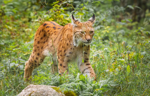 Preview: The Eurasian lynx (Lynx lynx) in the forest.