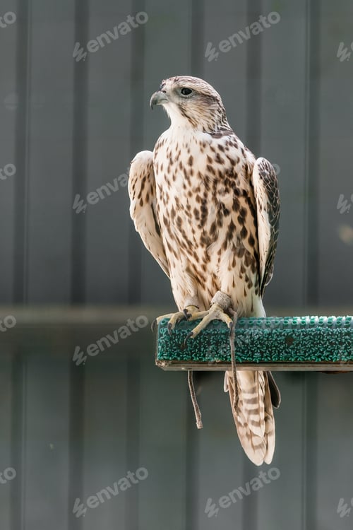 Preview: Beautiful falcon