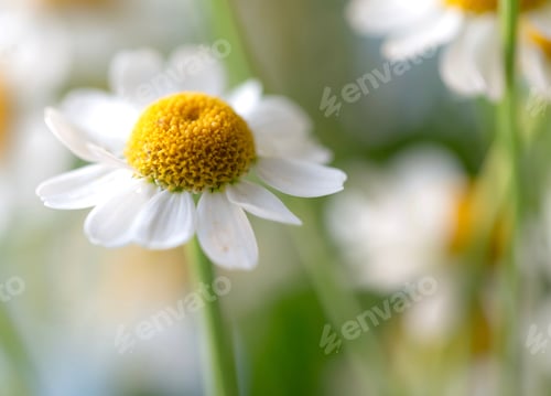 Preview: white daisy - spring flower