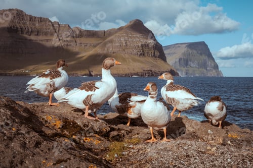 Preview: White and gray domestic geese on Atlantic ocean coast