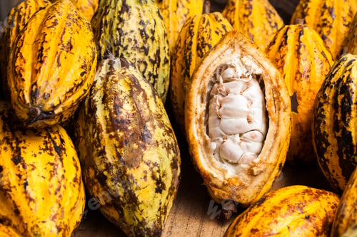 Visualização: Grãos de cacau e vagem de cacau em uma superfície de madeira.