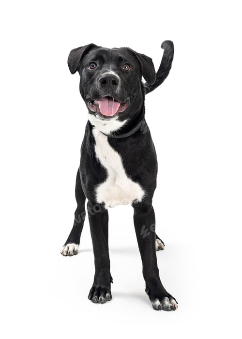 Preview: Friendly Happy Excited Mixed Breed Dog