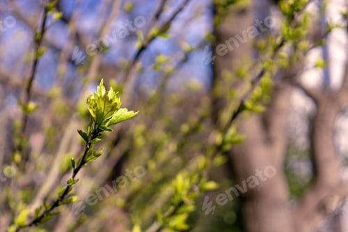 Preview: Green buds on tree branches in spring. blooming in spring time. blurred background.
