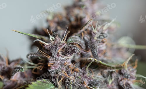 Preview: Closeup shot of cannabis kush plant strains on a blurred background