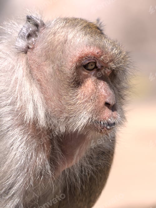Preview: Aging, a macaque monkey