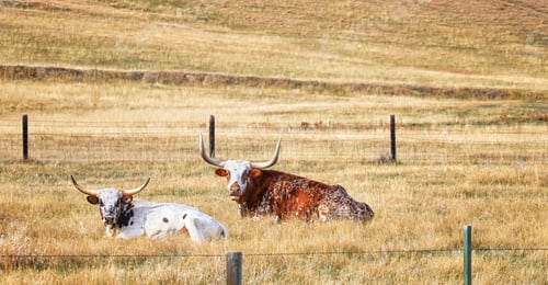 Preview: Two Texas Longhorns resting on a dry autumn meadow
