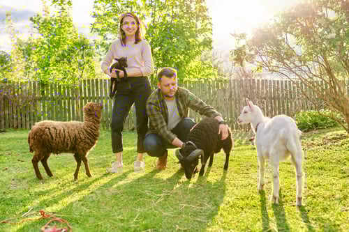 Preview: Small farm with ouessant sheep and goat, portrait of family couple of farm owners