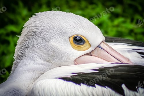 Preview: Pelican Bird head