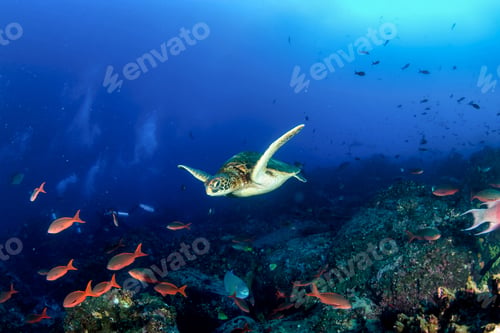 Preview: Green sea Turtle (Testudines) mammal swimming in tropical underwaters