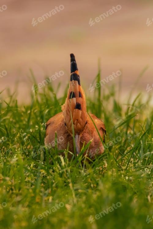 Preview: Hoopoe in a green grassy field