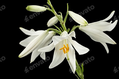 Preview: White flower of lily, isolated on black background