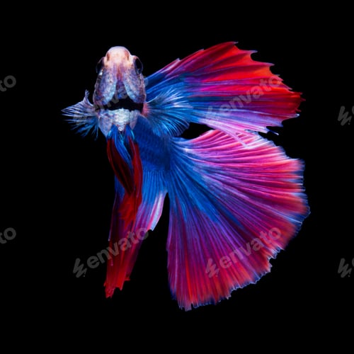 Preview: betta fish on black