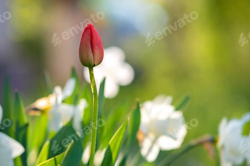 Preview: Bright red tulip flower growing in spring garden.