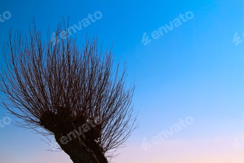 Preview: Silhouetted willow tree