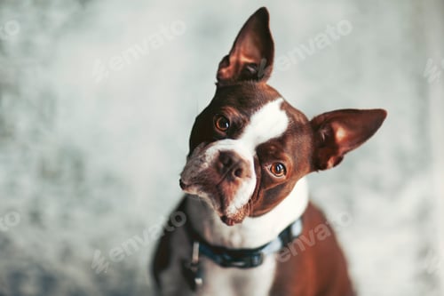 Preview: Portrait of Boston terrier, head cocked looking at camera